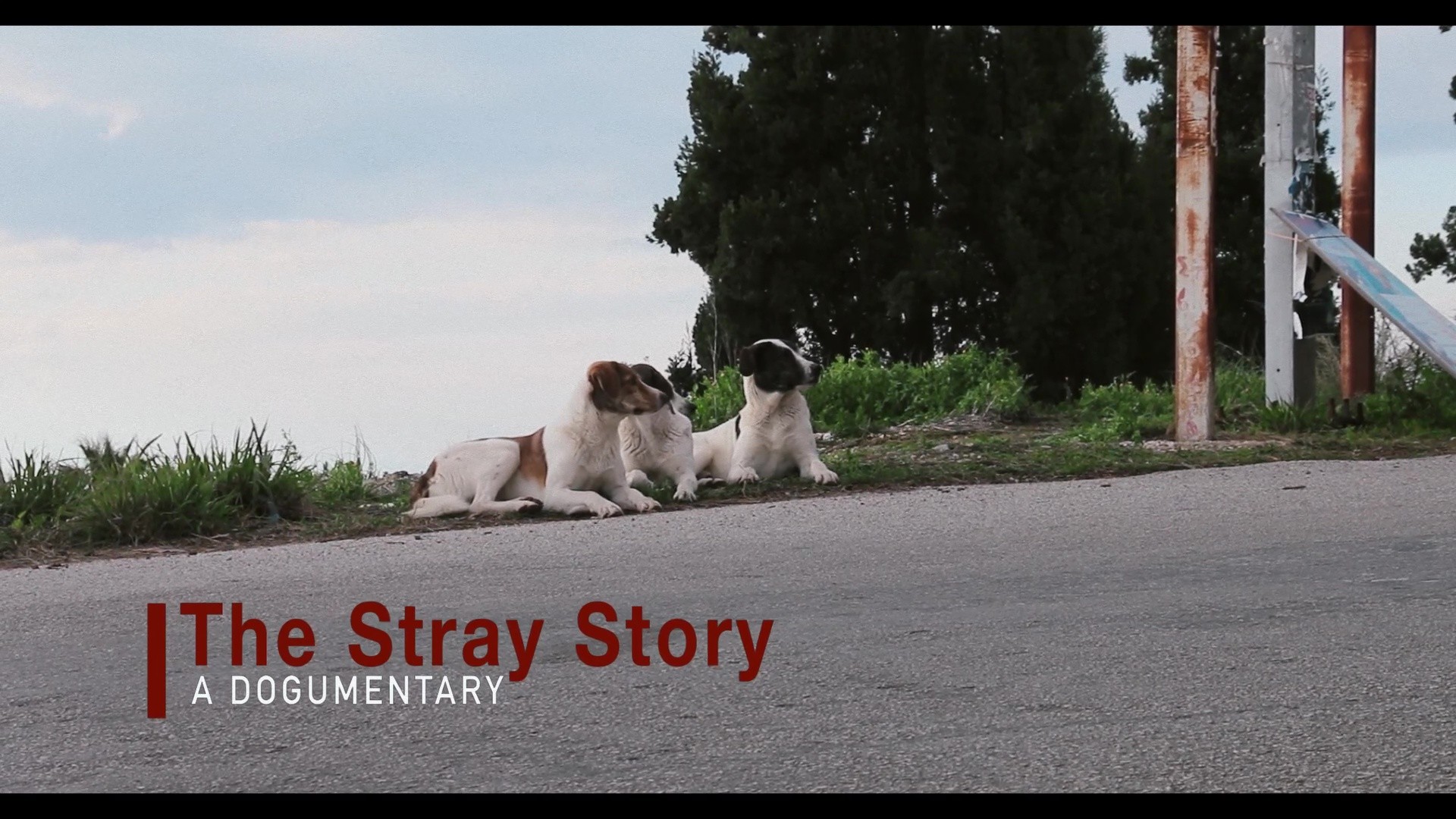 The Stray Story: A dogumentary